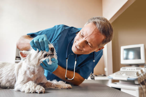 Best 24-Hour Emergency Dentist  in Cleora, OK